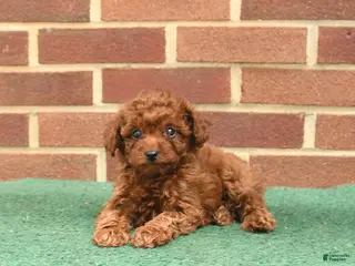 Miniature Poodle dogs for sale: Sorrel - Ad 3