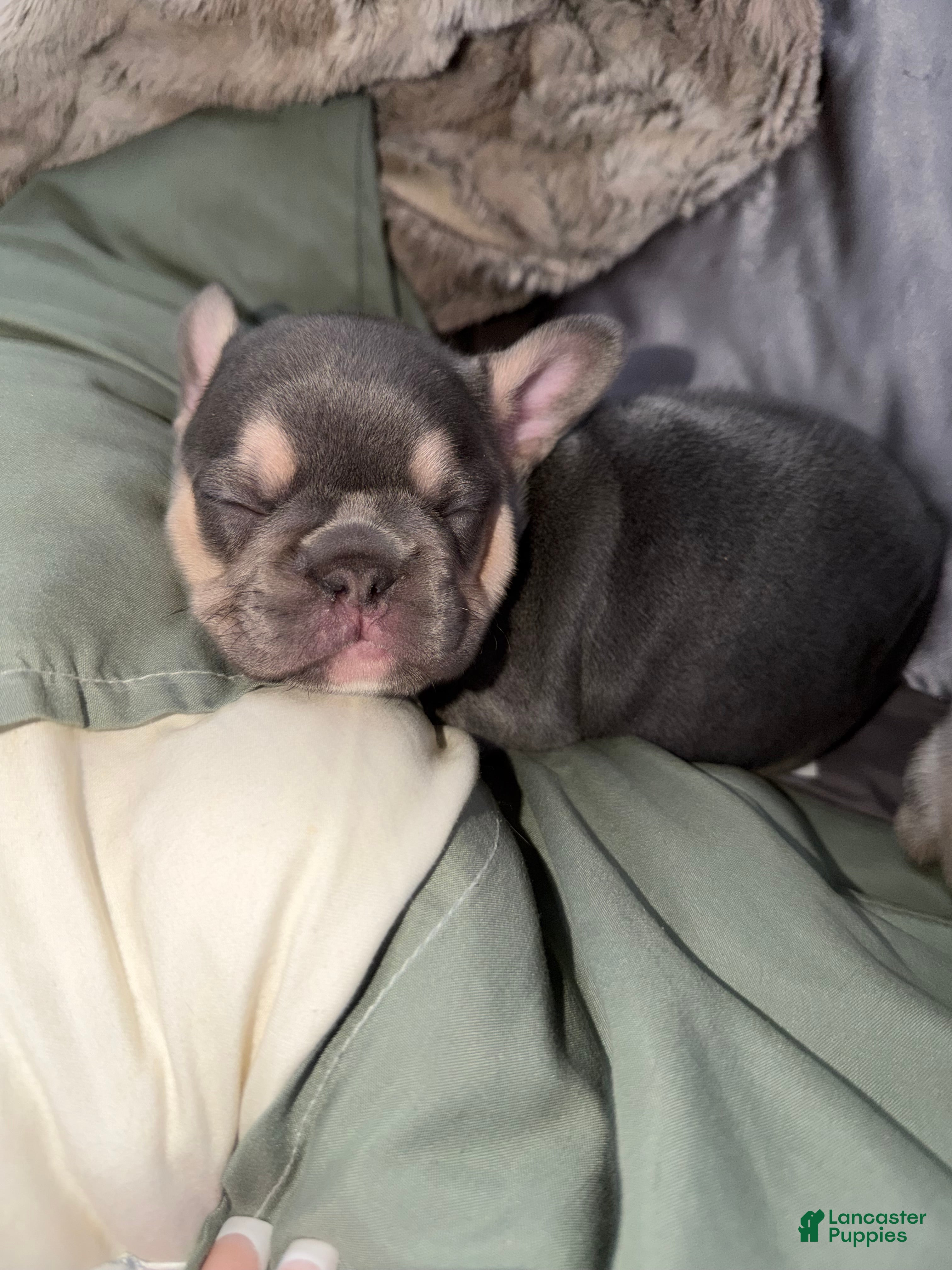 French Bulldog dogs French Bulldog Puppy 1 - Ad 10