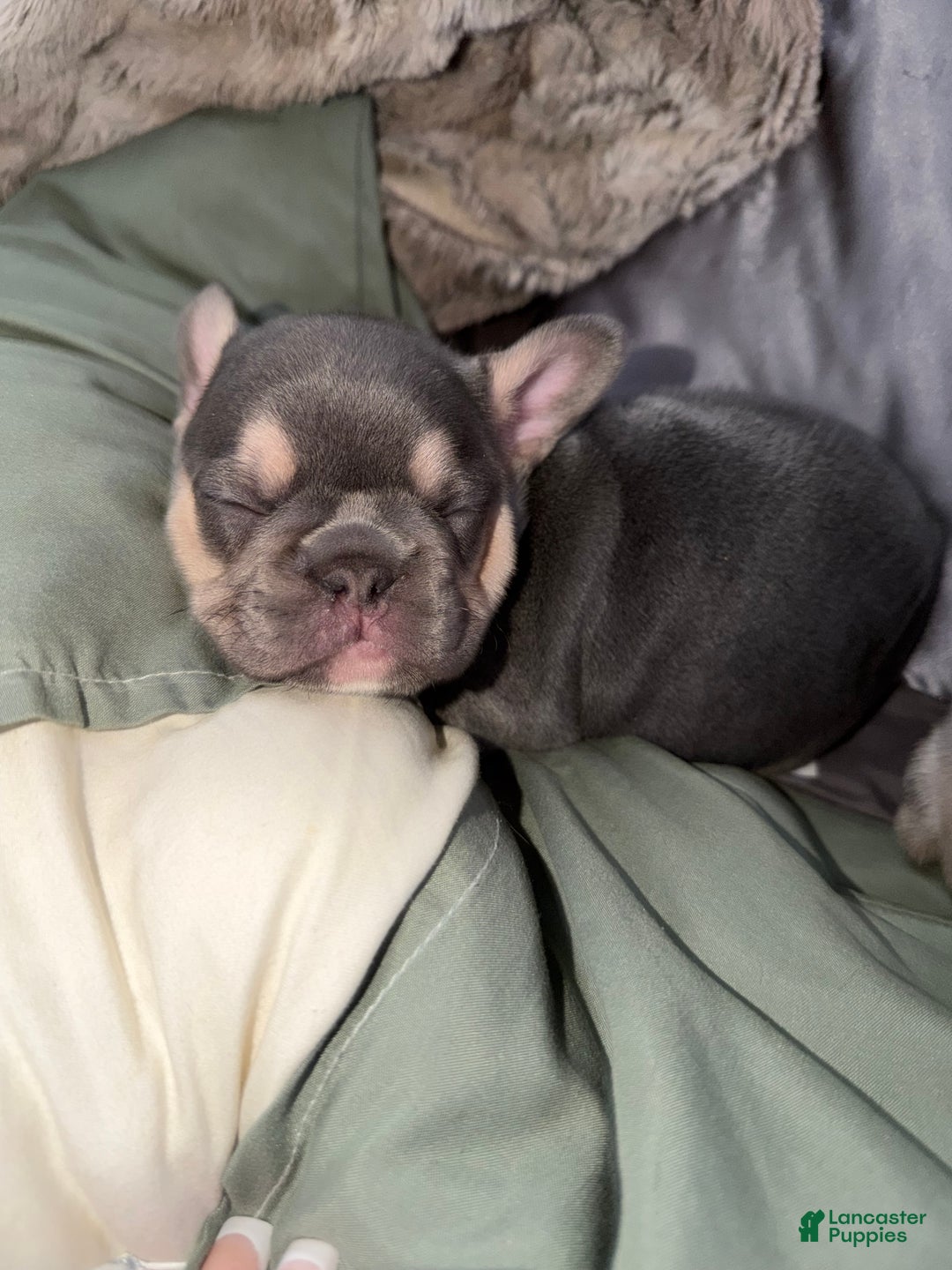 French Bulldog dogs for sale: French Bulldog Puppy 1 - Ad 1