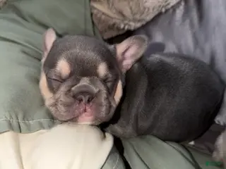 French Bulldog dogs French Bulldog Puppy 1 - Ad 2