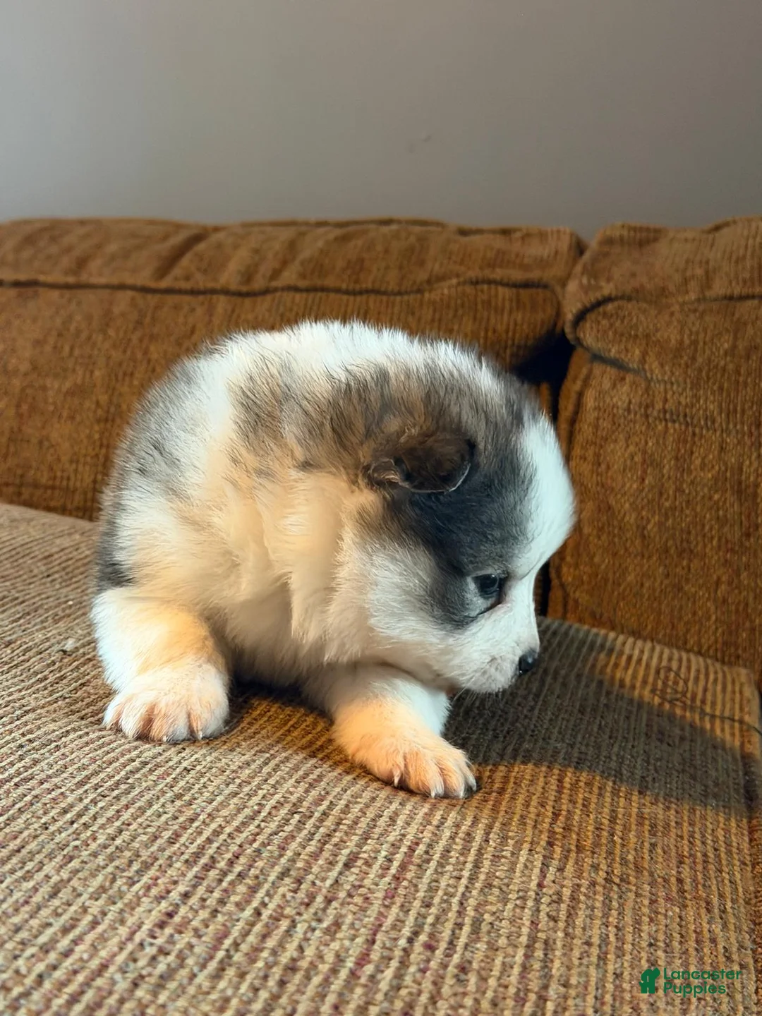 Mixed Breed dogs for sale: Mixed Breed Puppy 1 - Ad 4