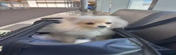 Pomeranian dogs for sale: Joey - Ad 5