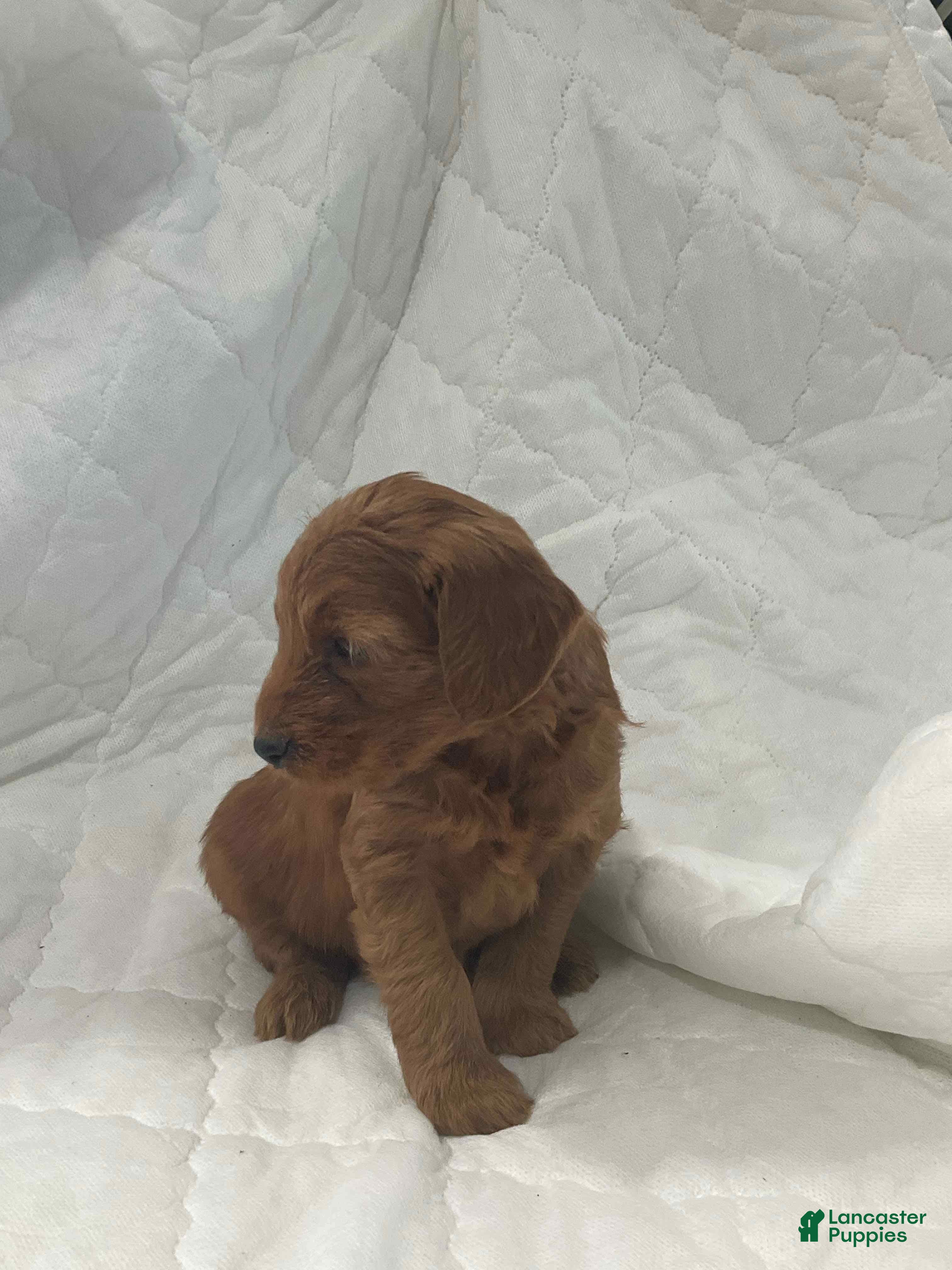 Mini Goldendoodle dogs Bruno - Ad 1