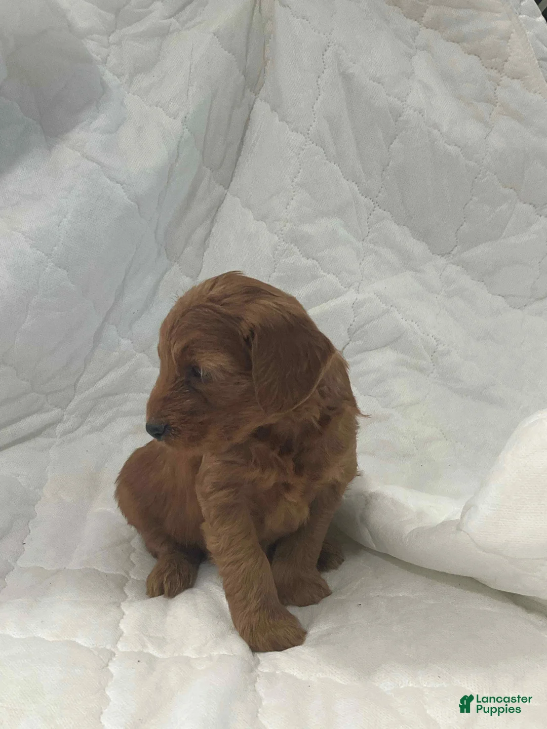 Mini Goldendoodle dogs for sale: Bruno - Ad 1