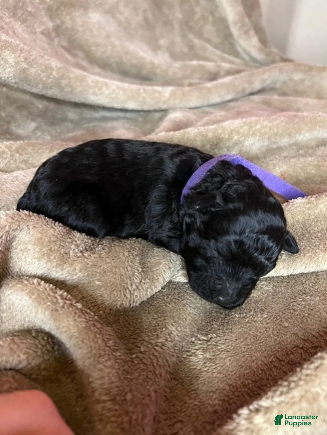 Hungarian Puli dogs for sale: Hungarian Puli Puppy Blue - Ad 1