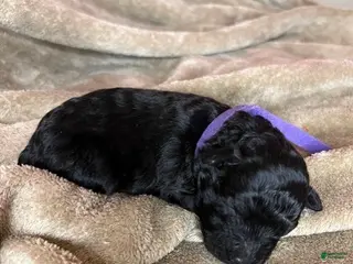 Hungarian Puli dogs Hungarian Puli Puppy Blue - Ad 6