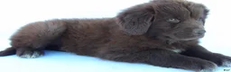 Newfoundland dogs for sale: Luna - Ad 7