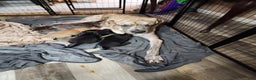 Great Dane dogs for sale: Prince Charming - Ad 11
