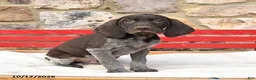 German Shorthaired Pointer dogs for sale: Milkshake - Ad 3