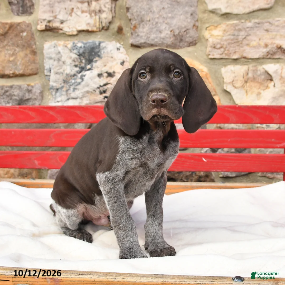 German Shorthaired Pointer dogs for sale: Milkshake - Ad 3