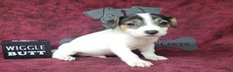 Jack Russell Terrier dogs for sale: RICOCHET Delivery available  - Ad 3