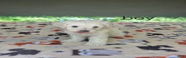 Toy Poodle 1