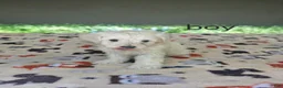 Toy Poodle dogs for sale: Toy Poodle 1 - Ad 1