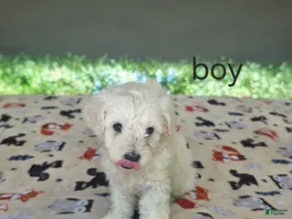 Toy Poodle dogs Toy Poodle 1 - Ad 38