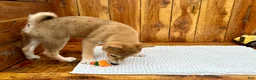 Shiba Inu dogs for sale: Shiba Inu Puppy 4 - Ad 4