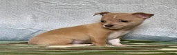 Chiweenie dogs for sale: Rambo - Ad 1