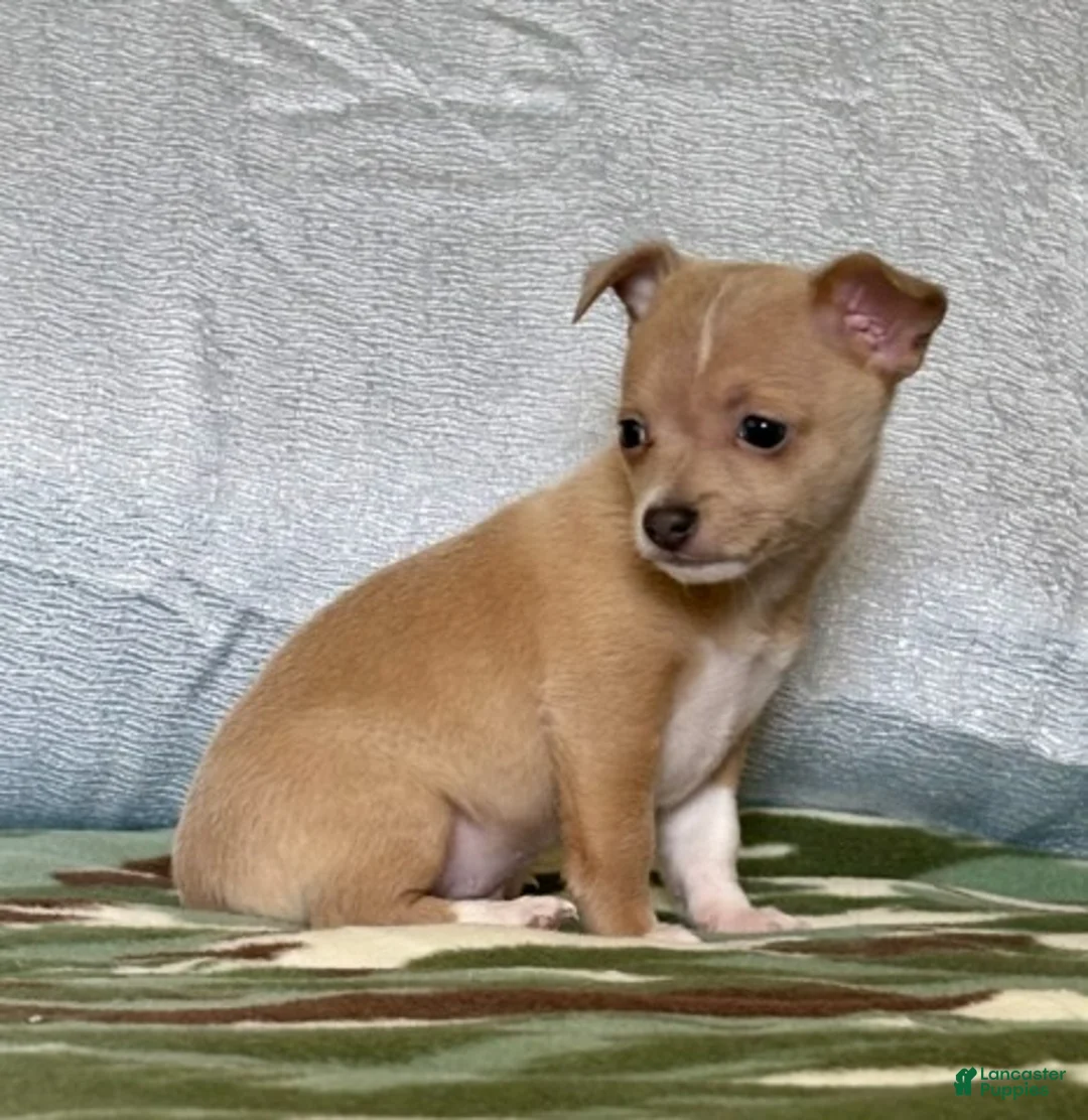 Chiweenie dogs for sale: Rambo - Ad 1