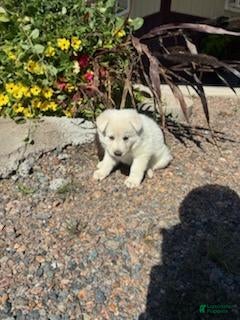 German Shepherd dogs Hazel - Ad 2