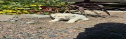 German Shepherd dogs for sale: Hazel - Ad 2