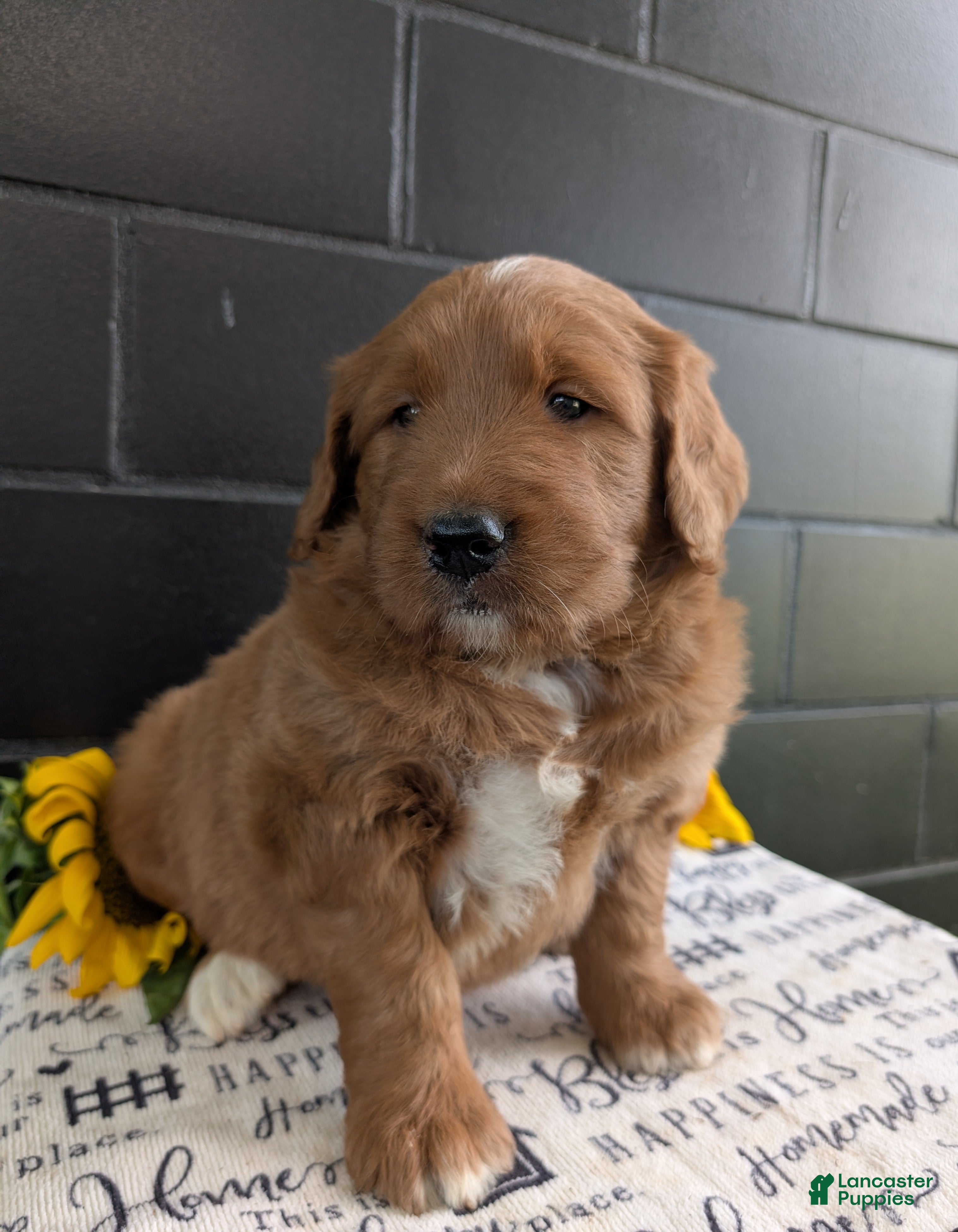 Goldendoodle dogs Mikie - Ad 1