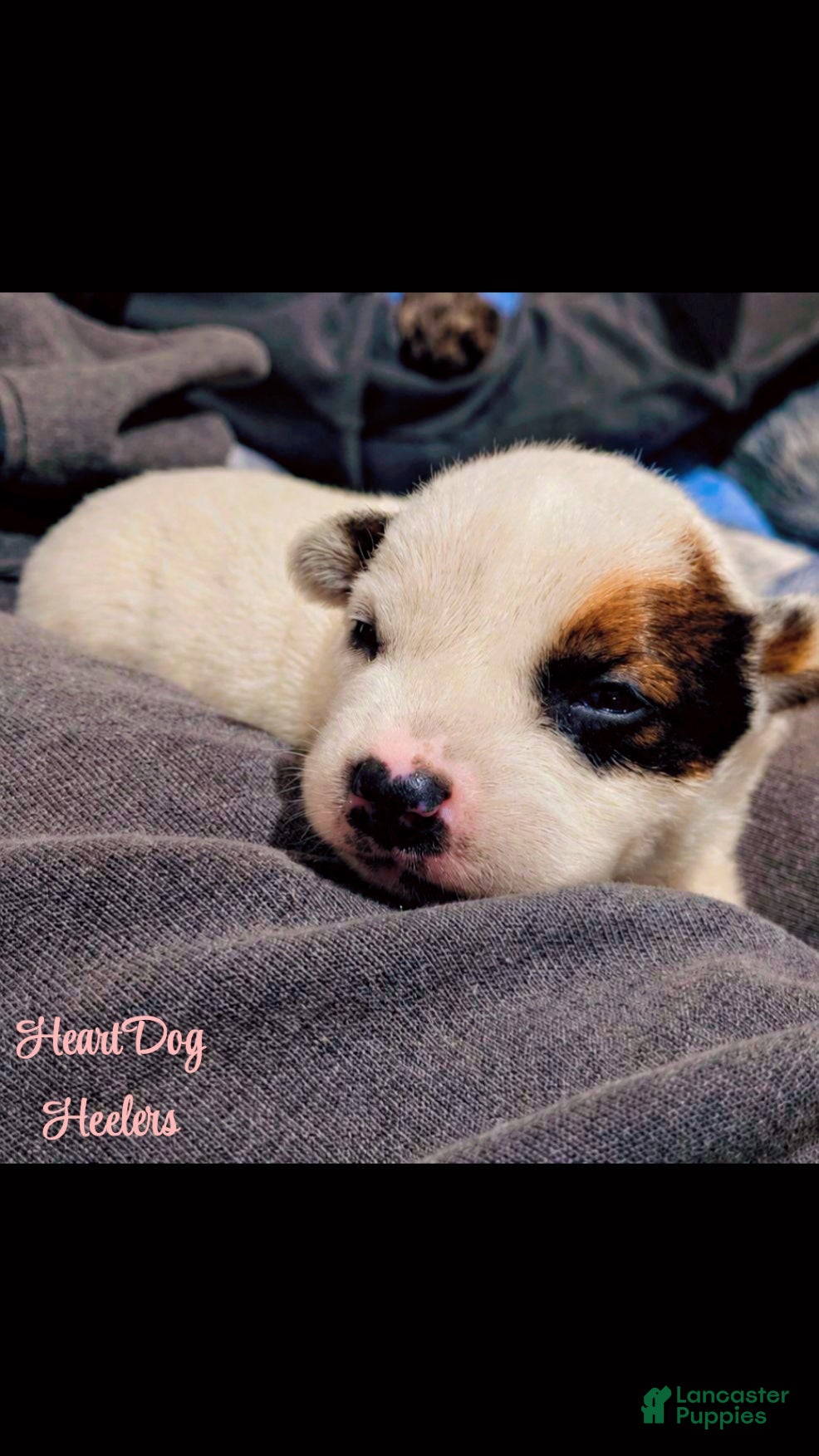 Australian Cattle Dog dogs for sale: Firefly  - Ad 2