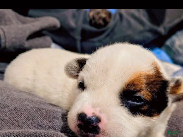 Australian Cattle Dog dogs for sale: Firefly - Ad 2