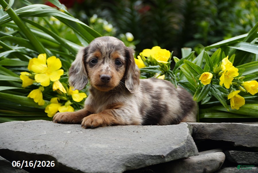 Miniature Dachshund dogs Kiwi - Ad 2