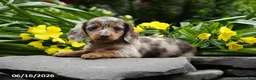 Miniature Dachshund dogs for sale: Kiwi - Ad 2