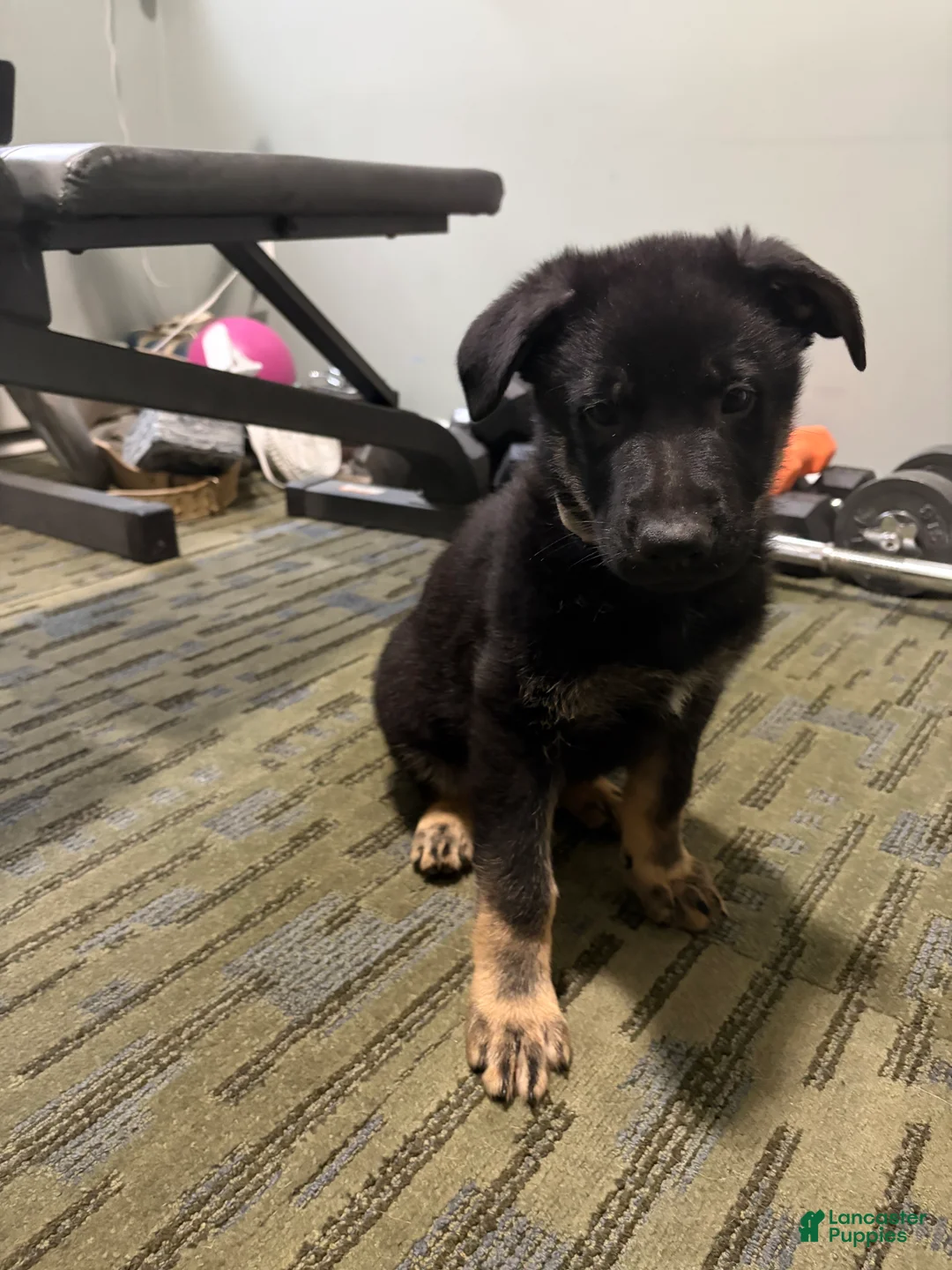 German Shepherd dogs for sale: German Shepherd Puppy 4 - Ad 12