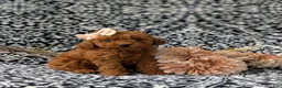 Miniature Poodle dogs for sale: Sherrie AKC Registered - Ad 3