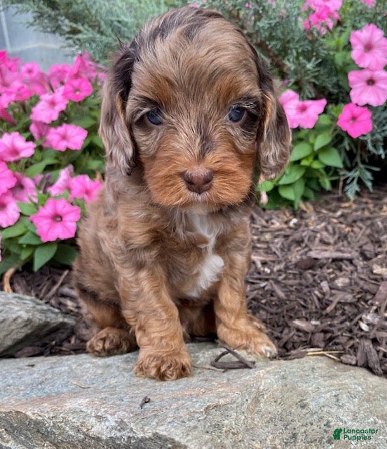 Cavapoo dogs Moe - Ad 1