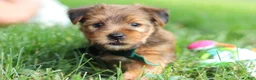 Morkie dogs for sale: Archie - Ad 7