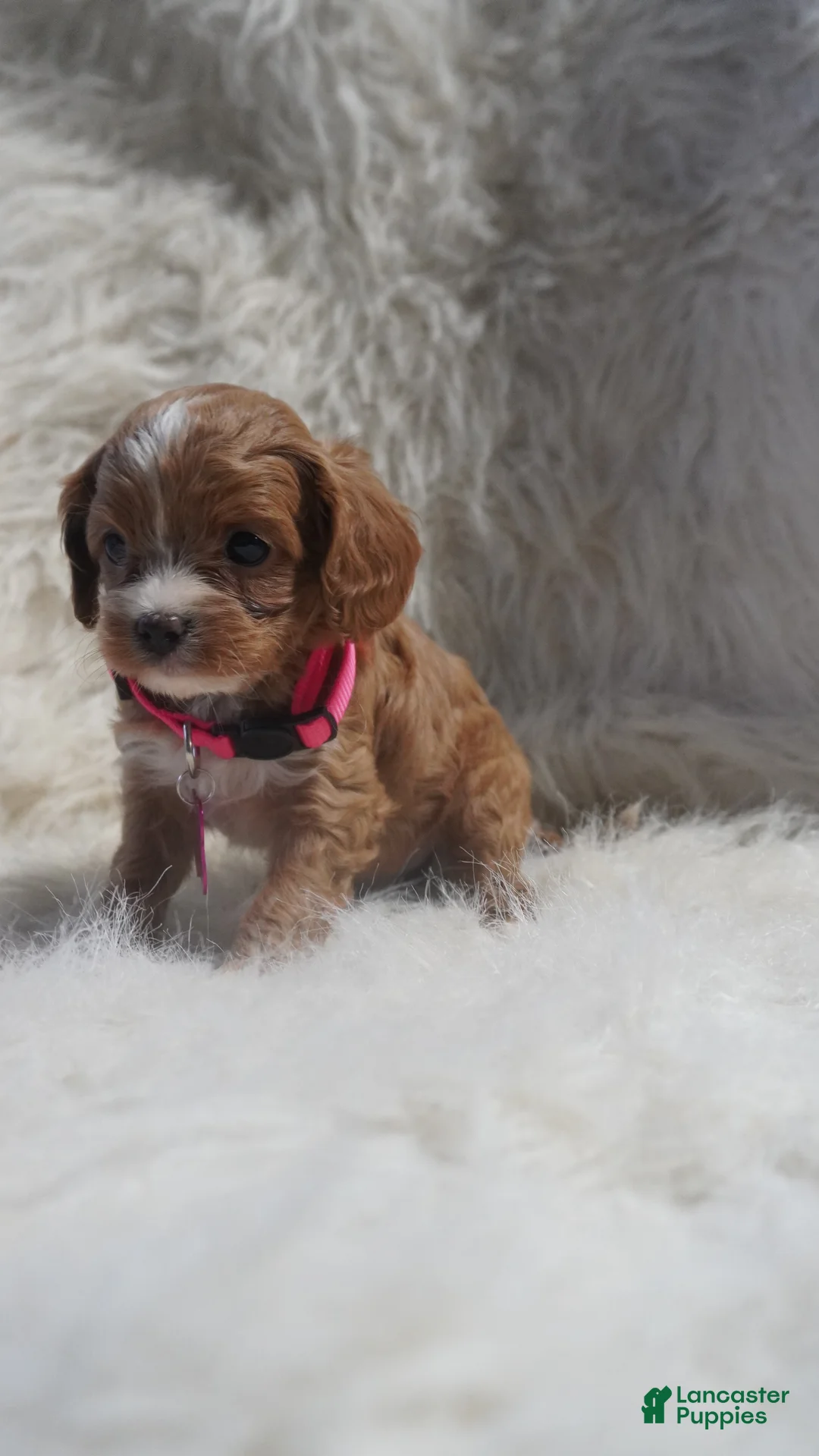 Cavapoo dogs for sale: Sadie - Ad 5