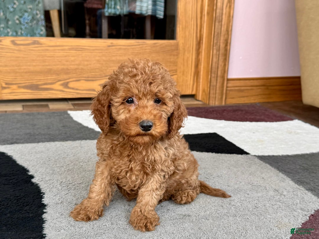 Cockapoo dogs for sale: Waylon - Ad 7