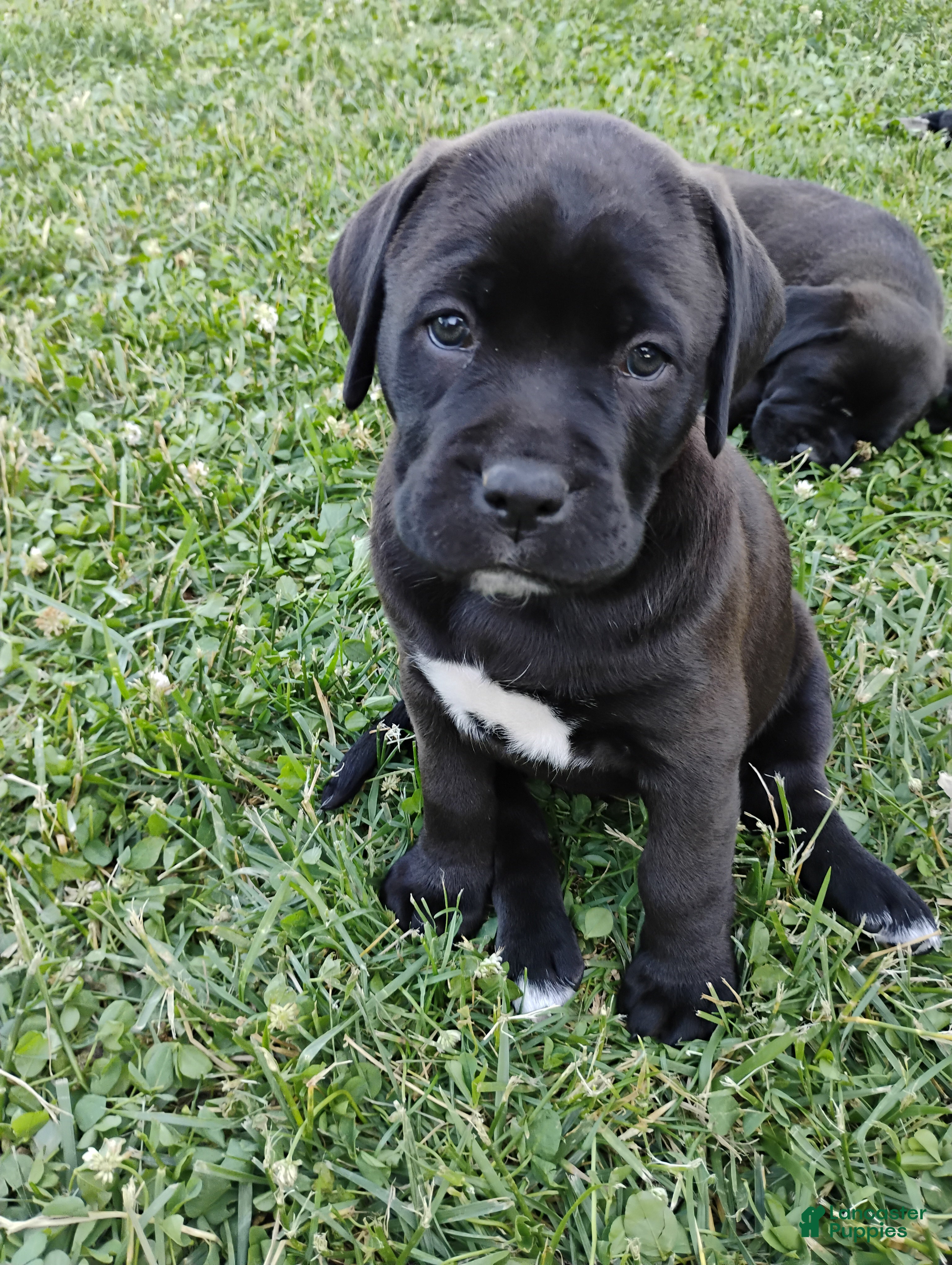 Mixed Breed dogs Amelia - Ad 30
