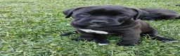 Mixed Breed dogs for sale: Amelia - Ad 1