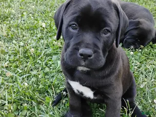 Mixed Breed dogs Amelia - Ad 30
