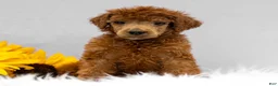 Standard Poodle dogs for sale: Mason - Ad 3