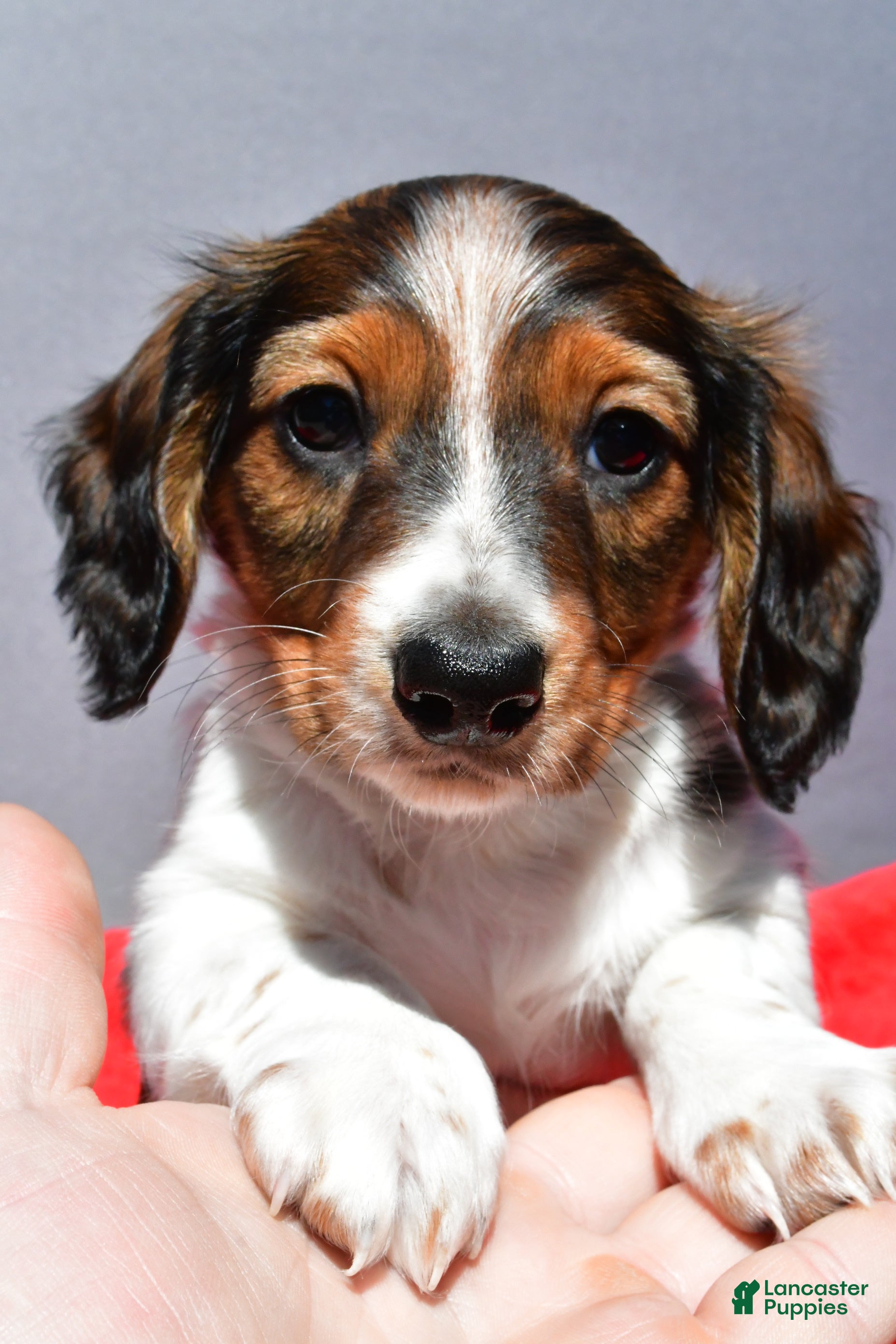 Miniature Dachshund dogs Mason - Ad 2