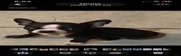 Boston Terrier dogs for sale: Boston Terrier 1 - Ad 1