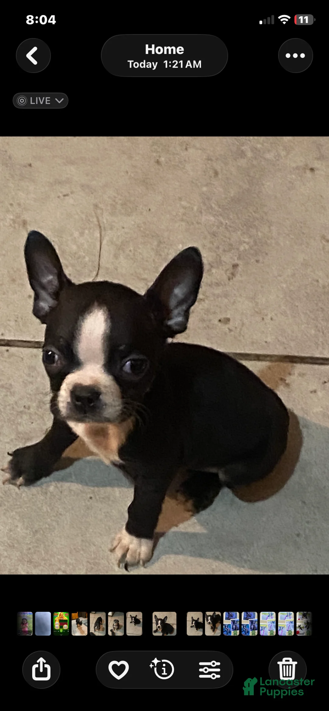 Boston Terrier dogs for sale: Boston Terrier 1 - Ad 1