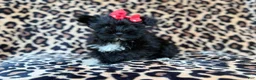 Miniature Schnauzer dogs for sale: Zelda - Ad 8