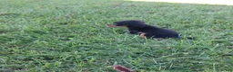Miniature Dachshund dogs for sale: Miniature Dachshund 4 - Ad 4