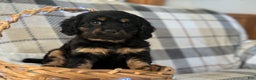 Mixed Breed dogs for sale: Rustin - Ad 3