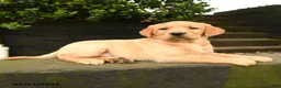 Labrador Retriever dogs for sale: Ruby - Ad 4