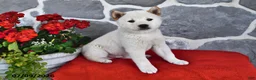 Shiba Inu dogs for sale: Max - Ad 1