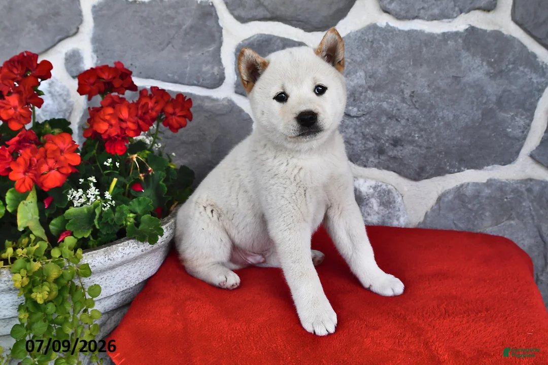 無料 26-W129　柴ベビー可愛過ぎます Max Shiba Inu for sale in Canandaigua | Lancaster Puppies