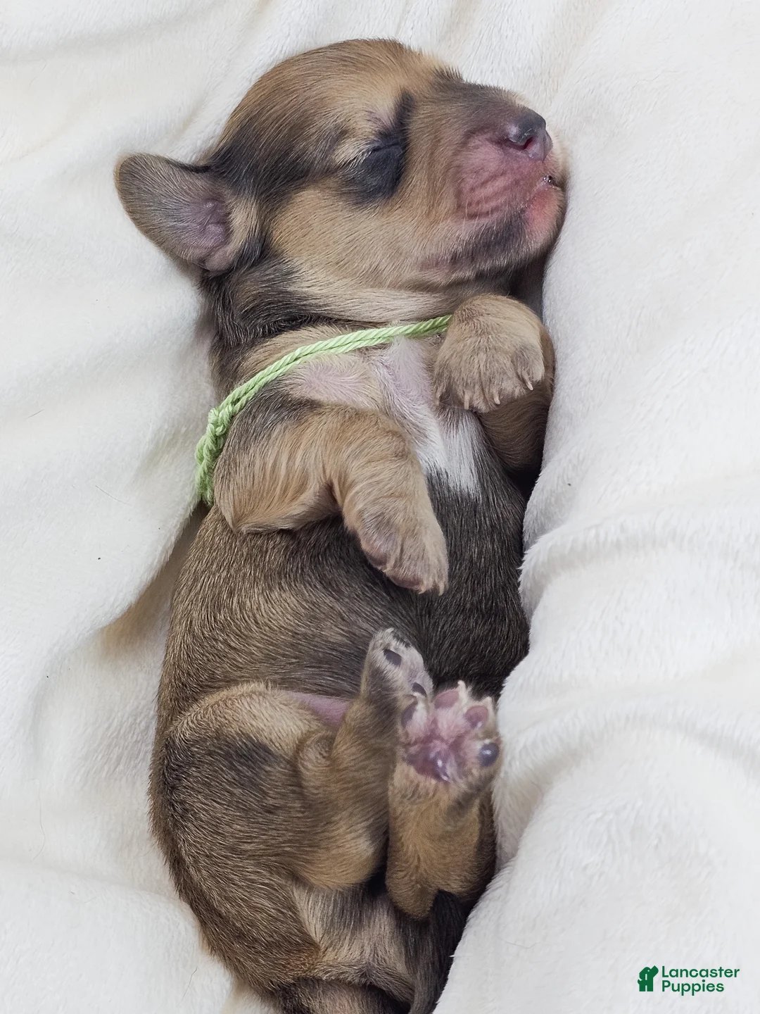 Miniature Dachshund dogs for sale: Pickles - Ad 2