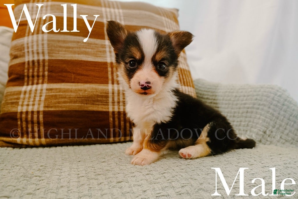 Welsh Corgi Pembroke dogs Wally - Ad 1