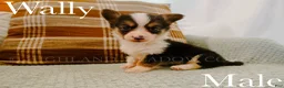 Welsh Corgi Pembroke dogs for sale: Wally - Ad 1